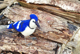 Blue Jay Needle Felting Kit