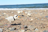 Piping Plover Needle Felting Kit