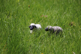 Shropshire Sheep Needle Felting Kit