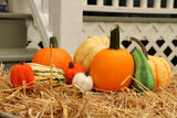 Fall Vegetable Scene Needle Felting Kit