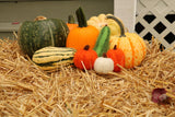 Fall Vegetable Scene Needle Felting Kit